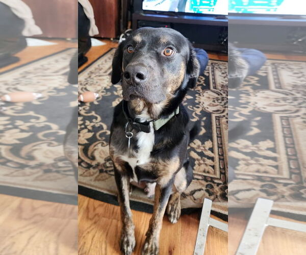 Medium Photo #2 Australian Shepherd-Unknown Mix Puppy For Sale in St. Louis Park, MN, USA