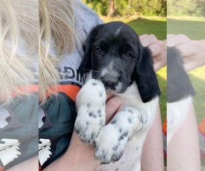 German Shorthaired Pointer Puppy for Sale in ASHLAND, Virginia USA