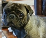 Small Photo #1 Pug Puppy For Sale in MADISON, AL, USA