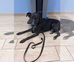 Small Photo #2 Dutch Shepherd -Labrador Retriever Mix Puppy For Sale in Fort Myers, FL, USA
