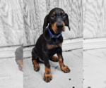 Puppy Blue Collar Doberman Pinscher