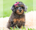 Small #5 Poodle (Miniature)