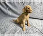 Puppy Light Green Poodle (Standard)