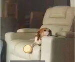Small #11 Beagle