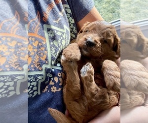 Goldendoodle (Miniature) Puppy for sale in RANDOLPH, WI, USA