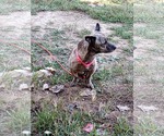 Small #1 Chiweenie
