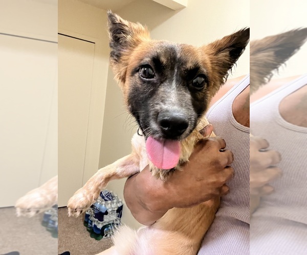 Medium Photo #3 Australian Shepherd-Chihuahua Mix Puppy For Sale in UTICA, MI, USA