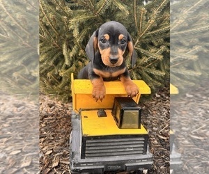 Dachshund Puppy for sale in MIDDLEBURY, IN, USA