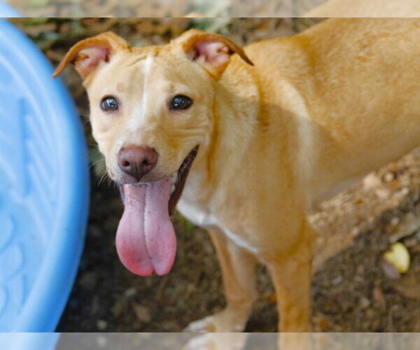 Medium Photo #1 Labrador Retriever-Unknown Mix Puppy For Sale in Tallahassee, FL, USA