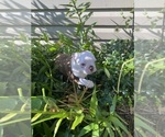 Small #10 Boston Terrier