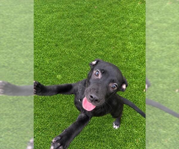 Medium Photo #2 Mutt Puppy For Sale in Texas City, TX, USA