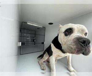 Bulldog Dogs for adoption in Houston, TX, USA