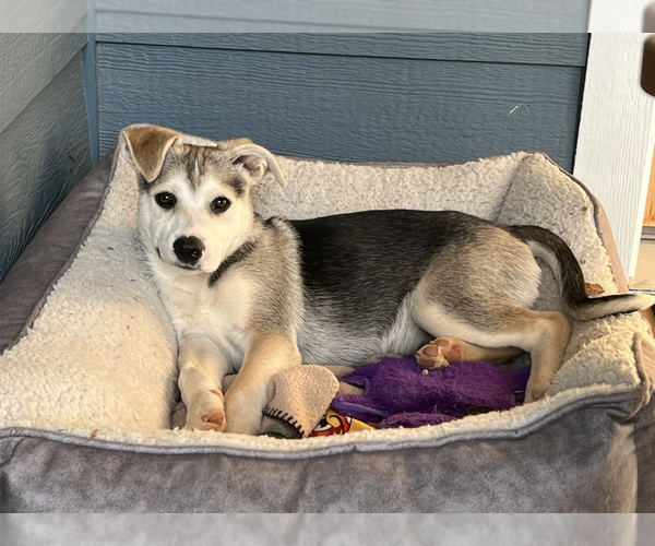 Medium Photo #4 Mutt Puppy For Sale in Candler, NC, USA