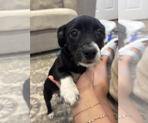 Medium Photo #5 Mutt Puppy For Sale in Wheaton, IL, USA