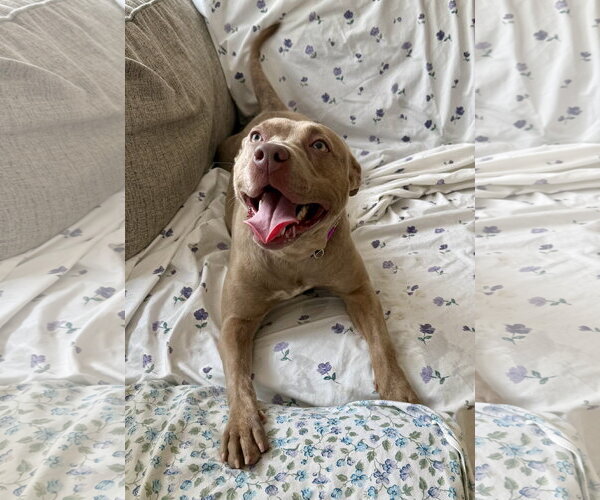 Medium Photo #3 Mutt Puppy For Sale in Rockaway, NJ, USA