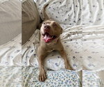 Small #2 Mutt