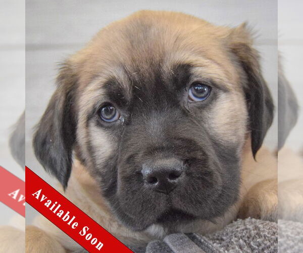 Medium Photo #1 Colonial Cocker Spaniel-German Shepherd Dog Mix Puppy For Sale in Huntley, IL, USA