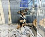 Small #1 Chihuahua Mix