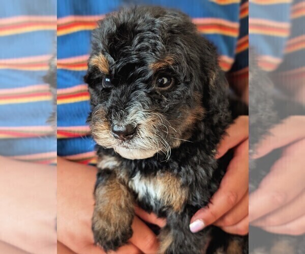 Medium Photo #35 Bernedoodle (Miniature) Puppy For Sale in DAVIS, CA, USA