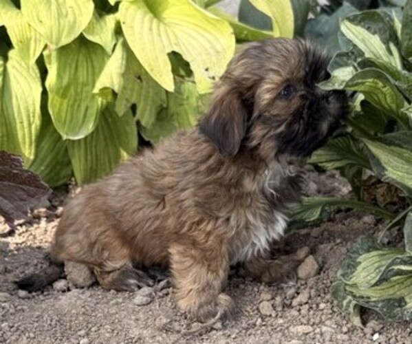 Medium Photo #4 Shih Tzu Puppy For Sale in THORP, WI, USA
