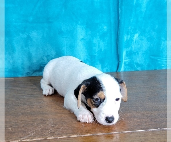 Medium Photo #1 Jack Russell Terrier Puppy For Sale in SHAWNEE, OK, USA