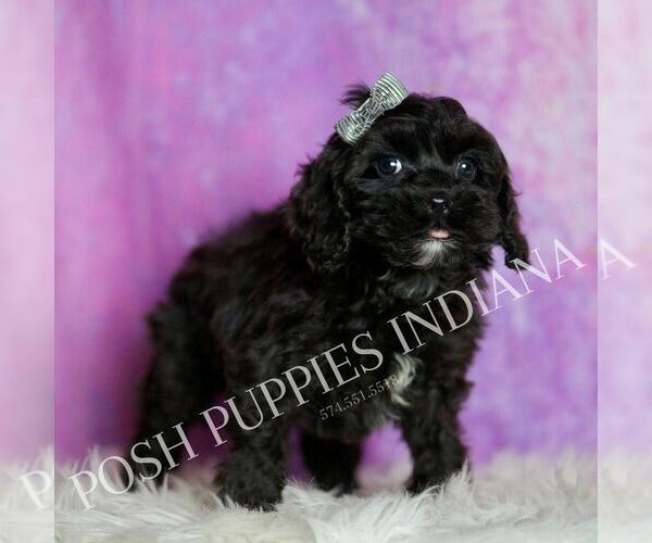 Medium Photo #61 Cavapoo (Miniature) Puppy For Sale in WARSAW, IN, USA