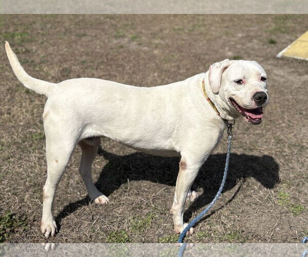 Medium Photo #9 American Pit Bull Terrier-Unknown Mix Puppy For Sale in Virginia Beach, VA, USA