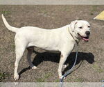 Small #8 American Pit Bull Terrier Mix