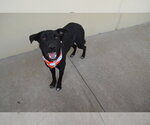 Ichabod - Male Labrador Retriever-Unknown Mix Dog for Adoption - Small photo