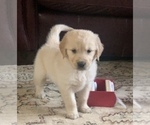 Small Photo #11 Golden Retriever Puppy For Sale in HIDDENITE, NC, USA