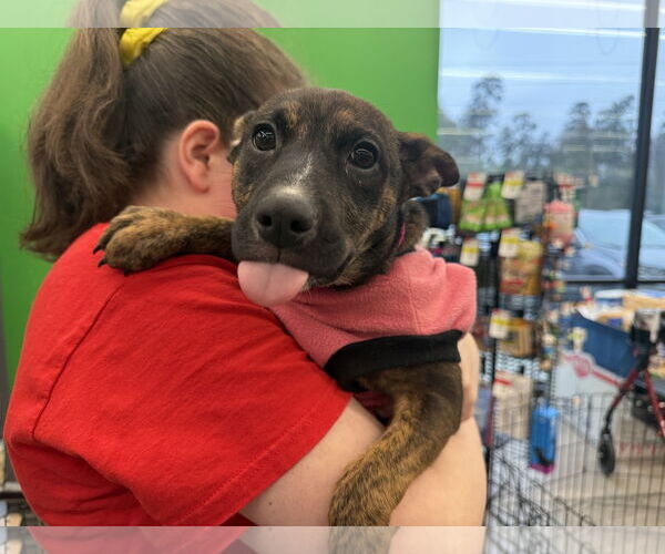 Medium Photo #4 Labrador Retriever-Unknown Mix Puppy For Sale in The Woodlands, TX, USA