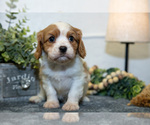Small Photo #12 Cavalier King Charles Spaniel Puppy For Sale in GOSHEN, IN, USA