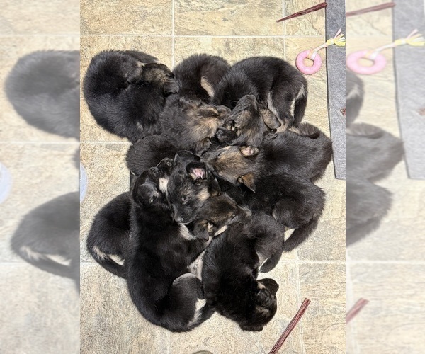 Medium Photo #1 German Shepherd Dog Puppy For Sale in SUMNER, WA, USA