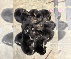 German Shepherd Dog Puppy for Sale in SUMNER, Washington USA