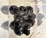 Small German Shepherd Dog