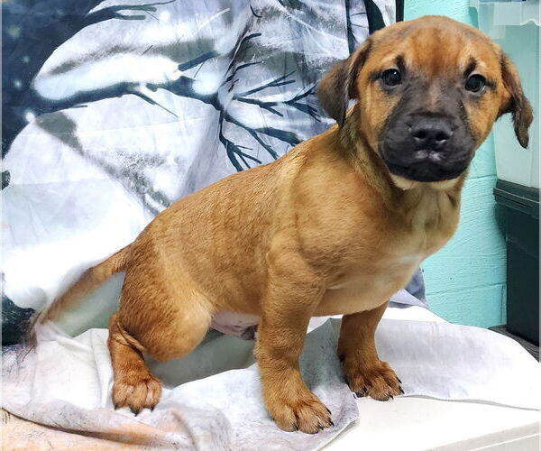 Medium Photo #4 American Pit Bull Terrier-Unknown Mix Puppy For Sale in Wetumpka, AL, USA