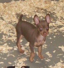 Miniature Pinscher Puppy for sale in CARROLLTON, GA, USA