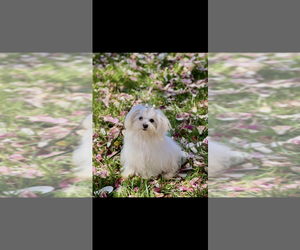 Father of the Maltese puppies born on 02/18/2026
