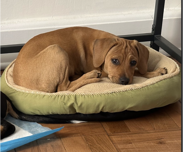 Medium Photo #6 Labrador Retriever-Unknown Mix Puppy For Sale in Brooklyn, NY, USA