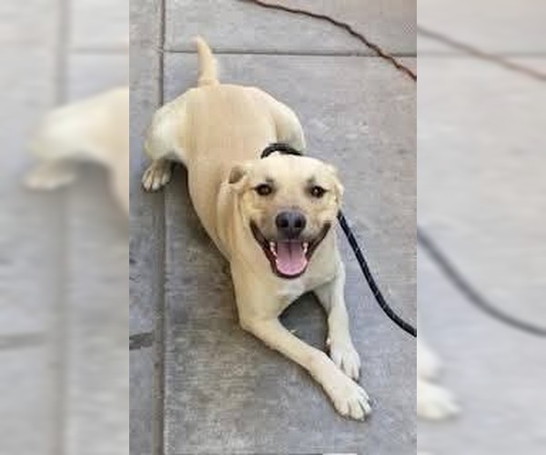 Medium Photo #5 Labrador Retriever-Unknown Mix Puppy For Sale in Chandler, AZ, USA