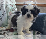 Puppy Dexter Shih Tzu-Zuchon Mix