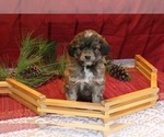 Small Photo #2 Aussiedoodle Miniature  Puppy For Sale in MENDON, MI, USA