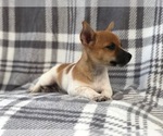 Small Photo #10 Jack Russell Terrier Puppy For Sale in LAKELAND, FL, USA