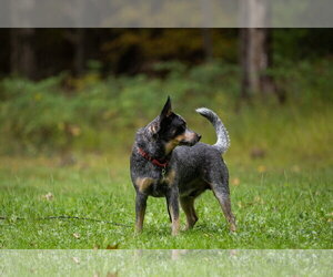 Bandit - Male Mutt Dog for Adoption - Photo #6