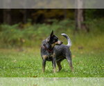 Small Photo #6 Mutt Puppy For Sale in Garden City, NY, USA