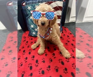 Goldendoodle (Miniature) Puppy for sale in SHERRARD, IL, USA