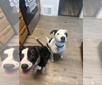 Small #7 Boxerhoula