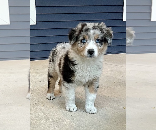 Medium Photo #1 Australian Shepherd Puppy For Sale in LODA, IL, USA