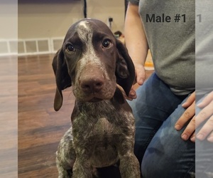 German Shorthaired Pointer Puppy for sale in BERESFORD, SD, USA