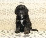 Small #2 Miniature Bernedoodle
